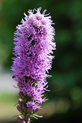 Liatris spicata - šuškarda klasnatá